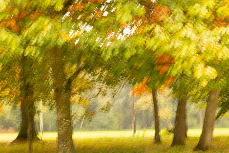 Photographie ICM  en surimpression d'une forêt de l'Ain en automne karine bernardoux photographie - exposition Naturelle
