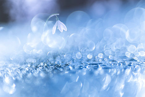 Photo de perce-neige en balance des blanc  bleu    avec des gouttes de glace tout autour karine bernardoux photographie - exposition naturelle