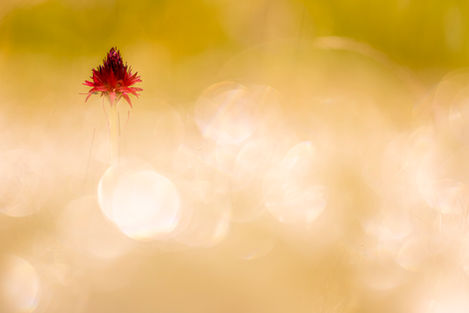 Photo d'une nigritelle avec des flares  - Karine Bernardoux photographie - Exposition Naturelle