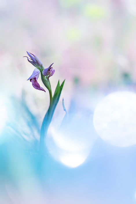 Photo d'une sérapia lingua avec des flares en teinte froide - Karine Bernardoux photographie - Exposition Naturelle