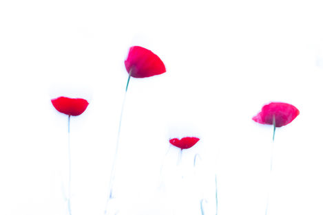 Photo de coquelicots en pose lente sur fond blanc
 - Karine Bernardoux photographie - Exposition Naturelle