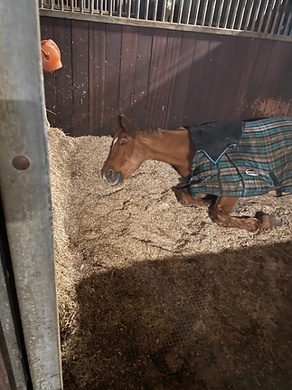 Sleepy Bo.HEIC
