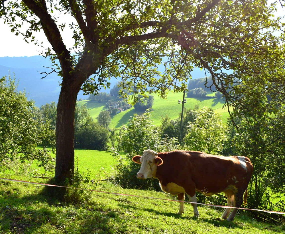 A stunning view above Bad St. Leonhard in Austria