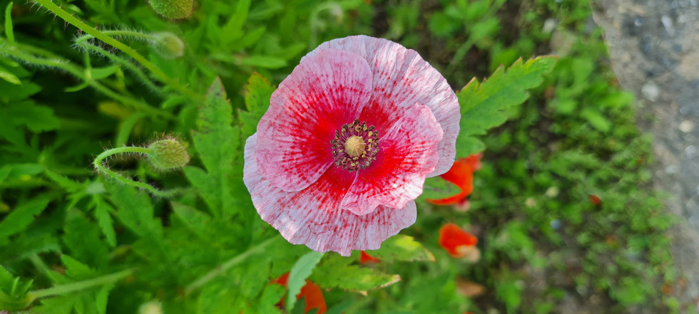Papaver rhoeas red and white like raspberry ripple ice cream photo credit Amelia Marriette