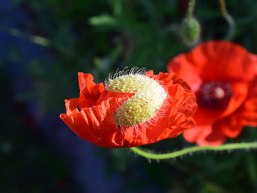 Poppies Galore! Which ones should you grow?
