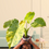 Thumbnail: Alocasia Gageana Aurea