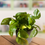 Thumbnail: Pothos Lemon Top