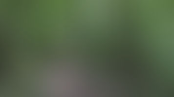 The Guy in the Woods