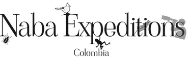 naba-expeditions-high-resolution-logo-grayscale-transparent.png