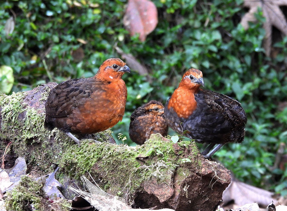 una familia de Odontophorus hyperythrus: macho, cría y hembra