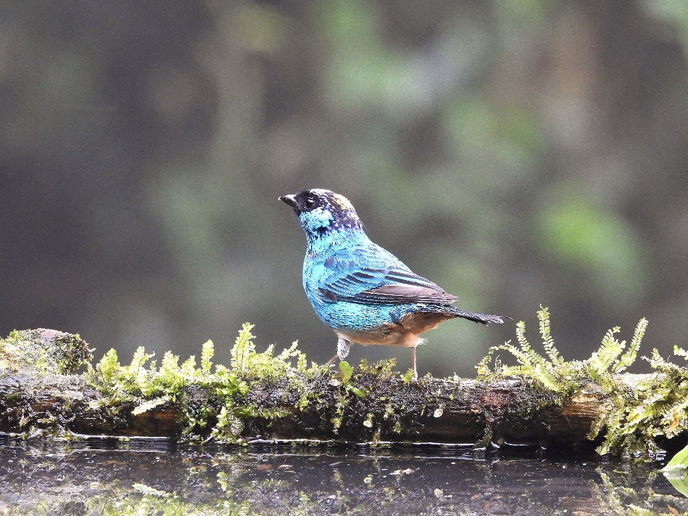 El Auge del Turismo Basado en la Naturaleza