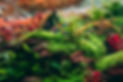 Aquarium chambéry