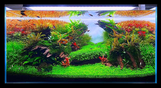 Installation aquarium chambery
