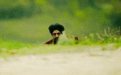 FirmYellowDwarfrabbit-max-1mb.gif