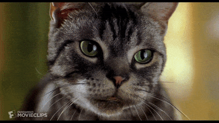 YawningMemorableIchidna-max-1mb.gif