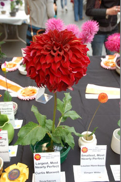 Elle nous a laissés sans voix