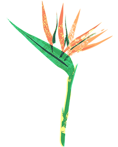 Bird of Paradise_edited.png