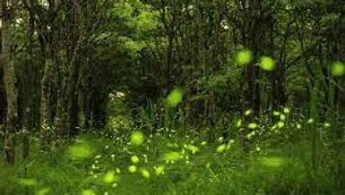 【English News】View fireflies at central Taiwan’s forest recreation area ( 觀賞中台灣森林遊樂區的螢火蟲 )