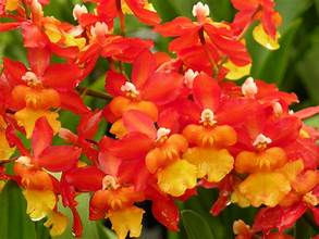 Oncidiums and other species now available.
Local Sales only. Send us an email to order by
Thursday to pick up on Saturday at Farmers Market Katy from 8am to 12noon.
1285 Grand Pkwy Katy Tx 77450