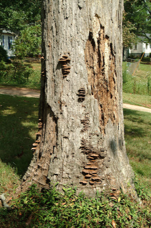 Decaying & dead tree