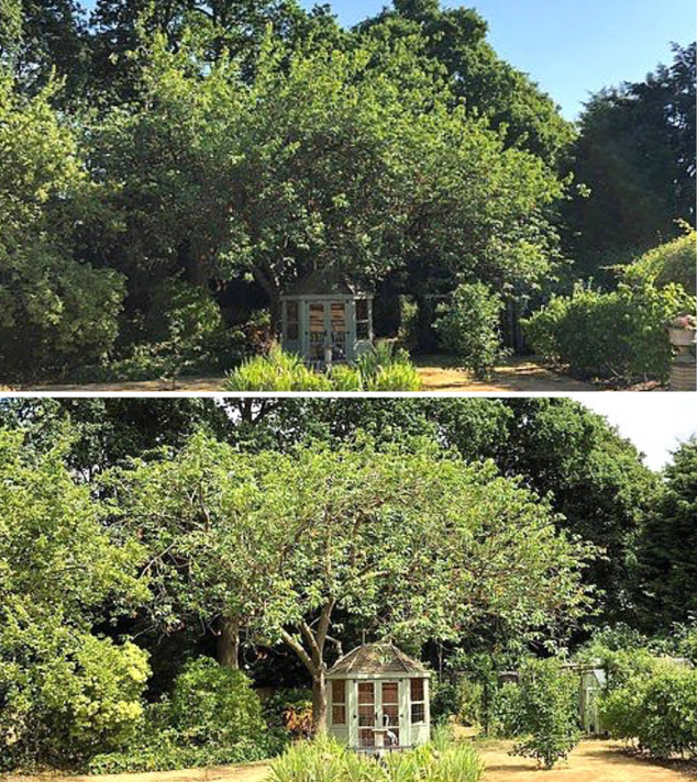 examples of excellent pruning