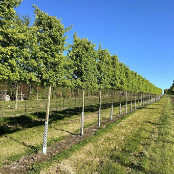 acer-campestre-elsrijk-screens2-500x500.jpeg