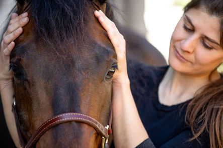 Craniosacrale Therapie Pferd