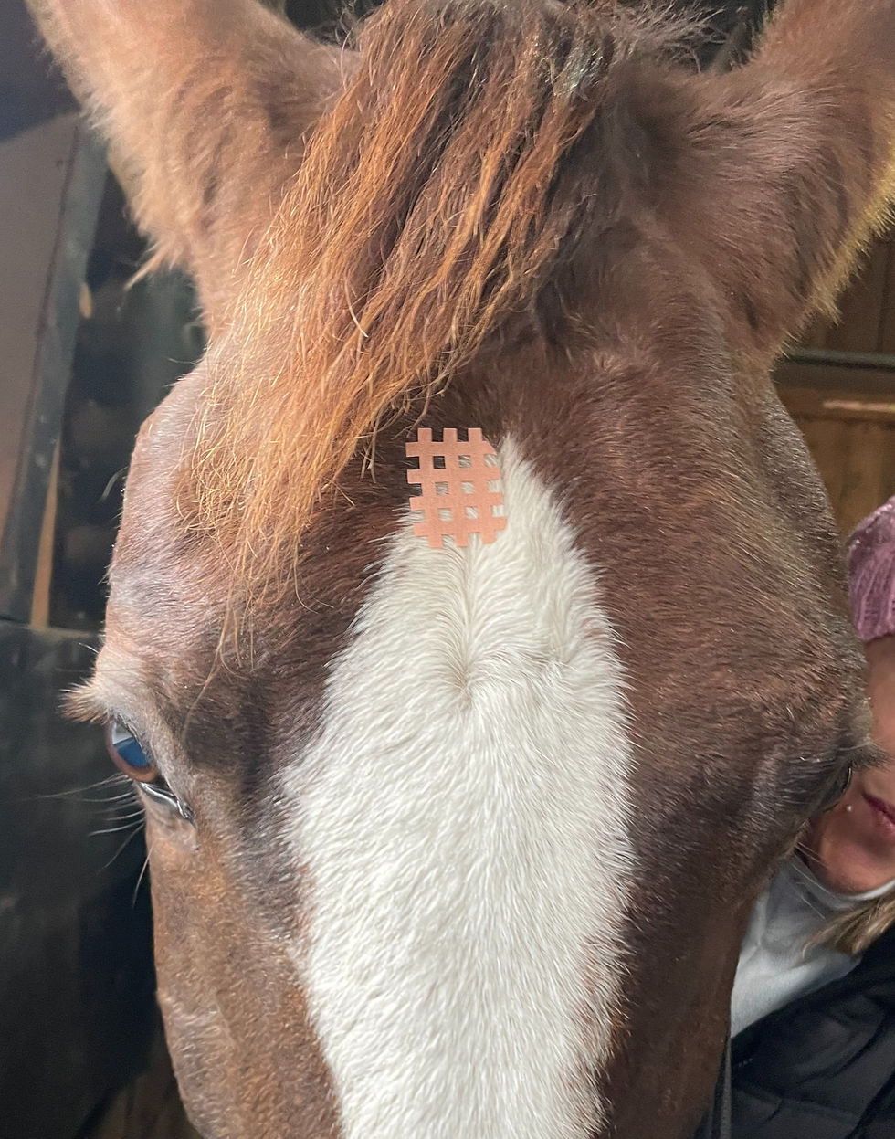 Gittertape Pferd: das Bild zeigt wie das Pferd bei Stress und Nervosität unterstützt werden kann mittels Gittertape Pferd.