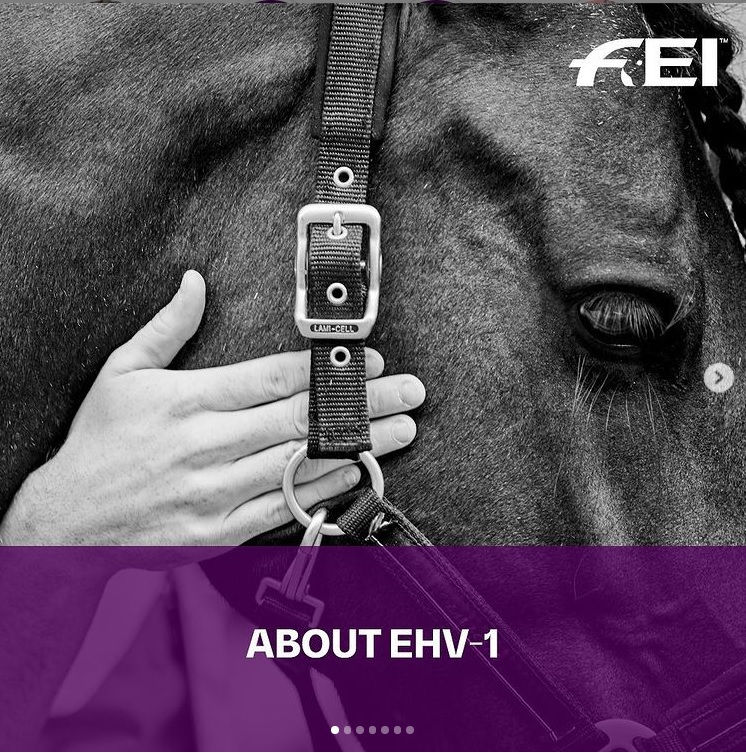 Equine Herpes Virus (EHV-1)
