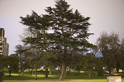 Sunset with surrounding lights-Yidan Fang-PHOTOGRAPHY  (28).JPG