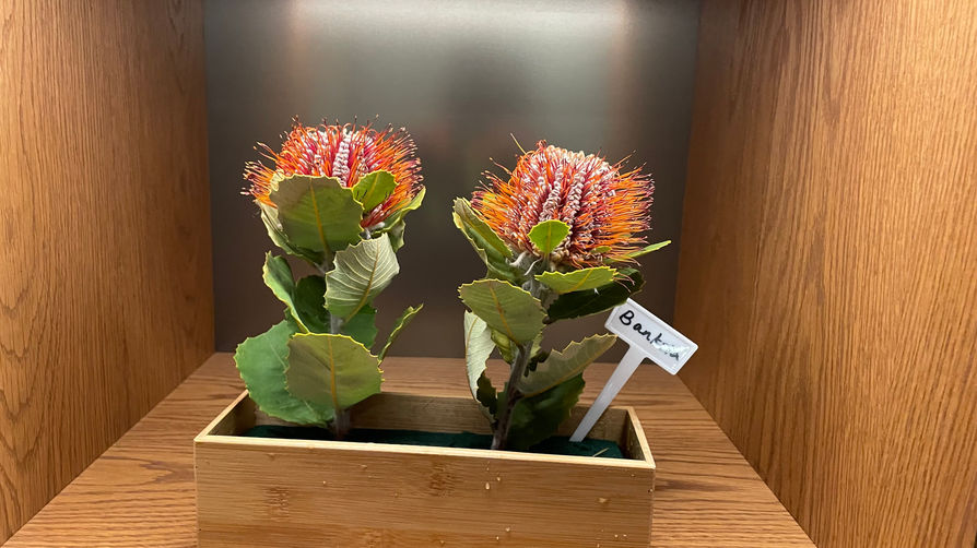 Photos, Vertical Native Plants Wall, 2022 (10).JPG