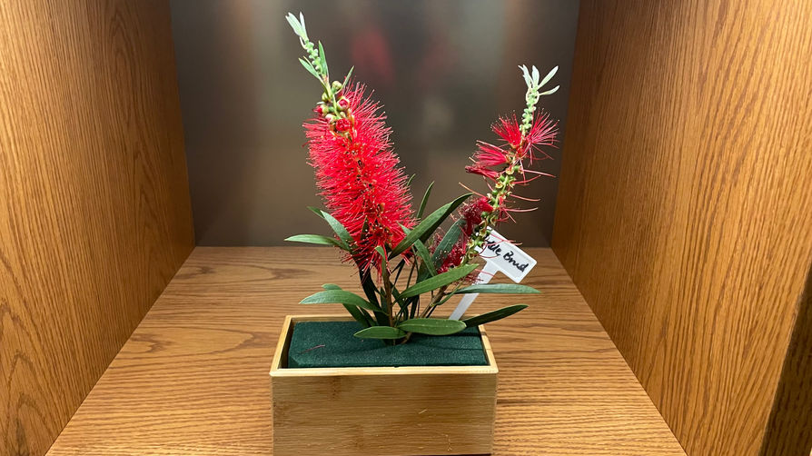 Photos, Vertical Native Plants Wall, 2022 (8).JPG