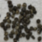 DRAGON PEARL JASMINE