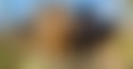 Why Rover, Wag, and Traditional Dog Daycares May be Ruining Your Dog's Training