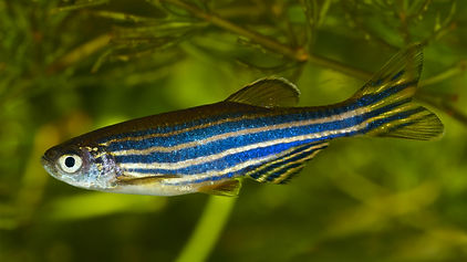 MIT_Smart-Zebrafish-01.jpeg
