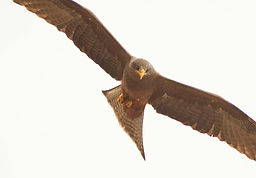 Birds Yellow Billed Kites Lake Sibaya RSA (9) copy.jpg