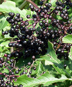 elderberries2007-08-12.jpg