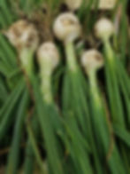 Oignons Blancs