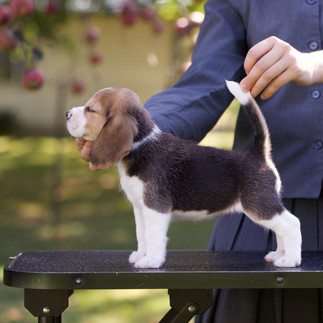 Beagle puppies for sale