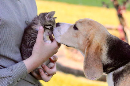 Best Beagle Pets