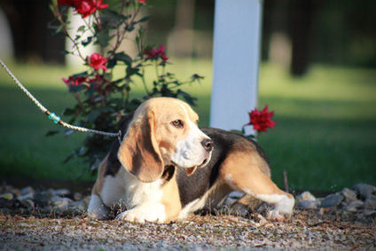 AKC Beagles
