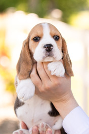 AKC beagle breeder