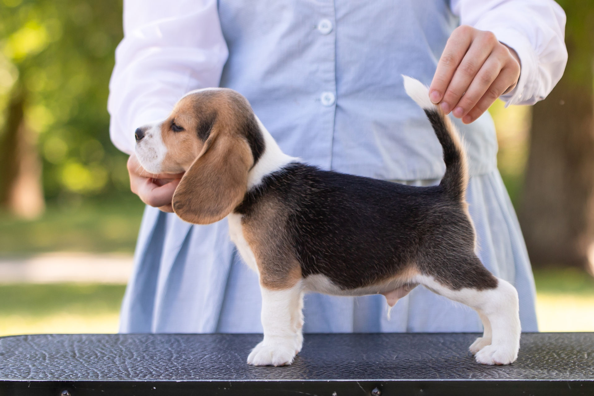 beagle puppy for sale