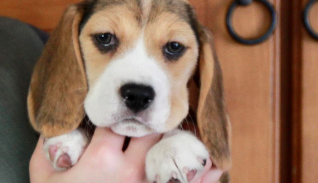 Illinois beagle breeder