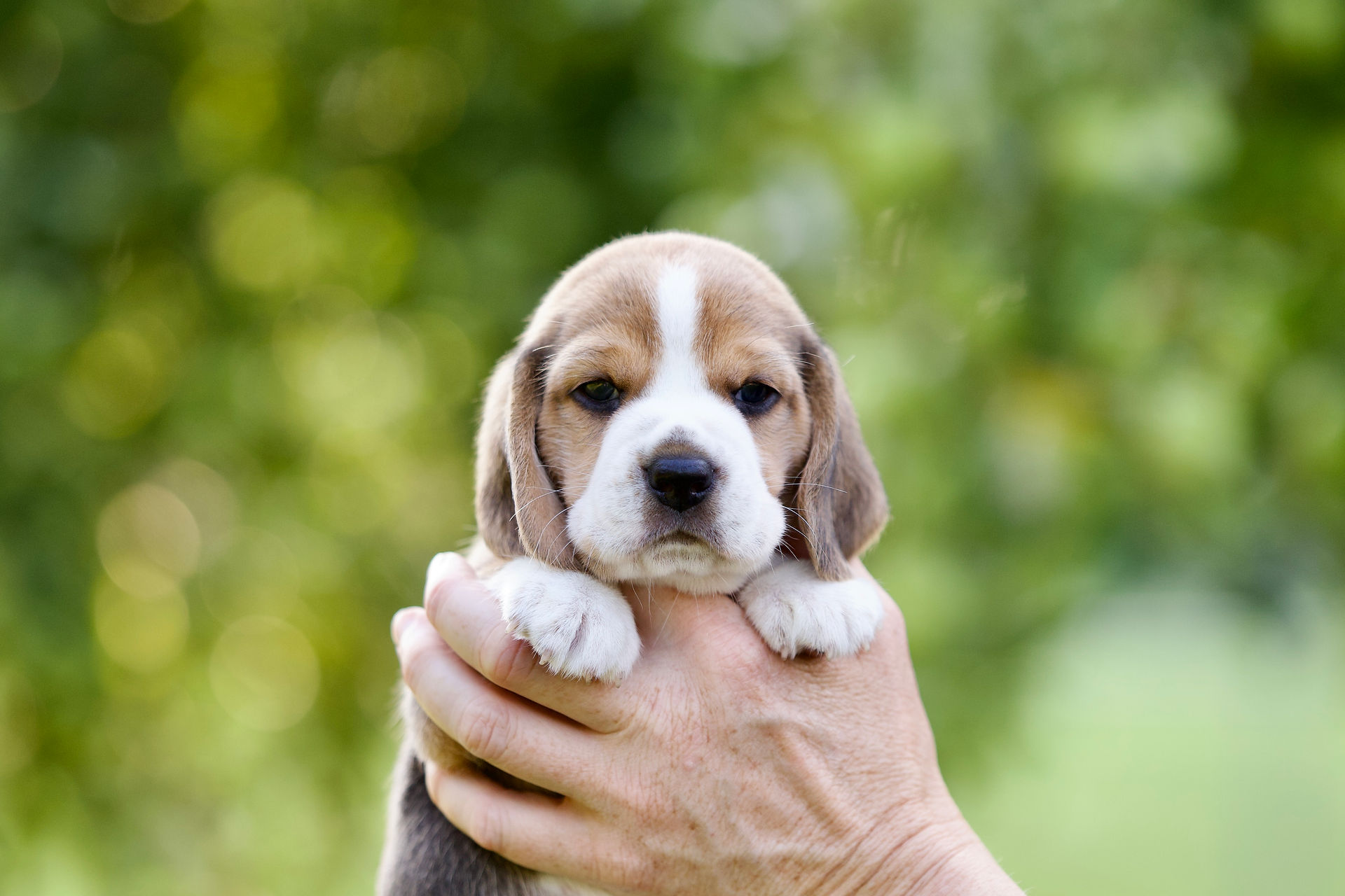 AKC beagle breeder