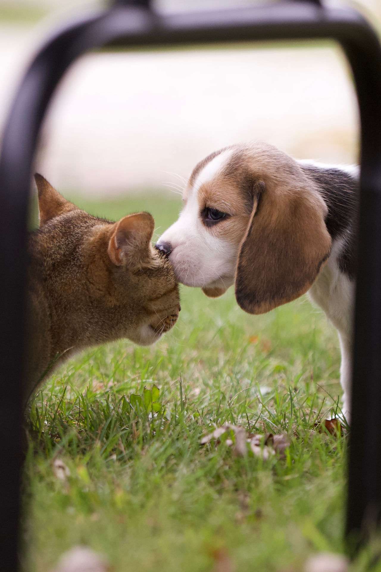 beagle puppies and cats