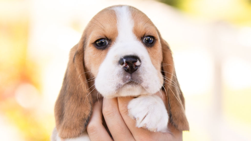 Remi and Sprinkles' Beagle puppies are 6 weeks old