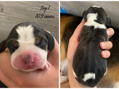 2021 "Flight Litter" Has Arrived!