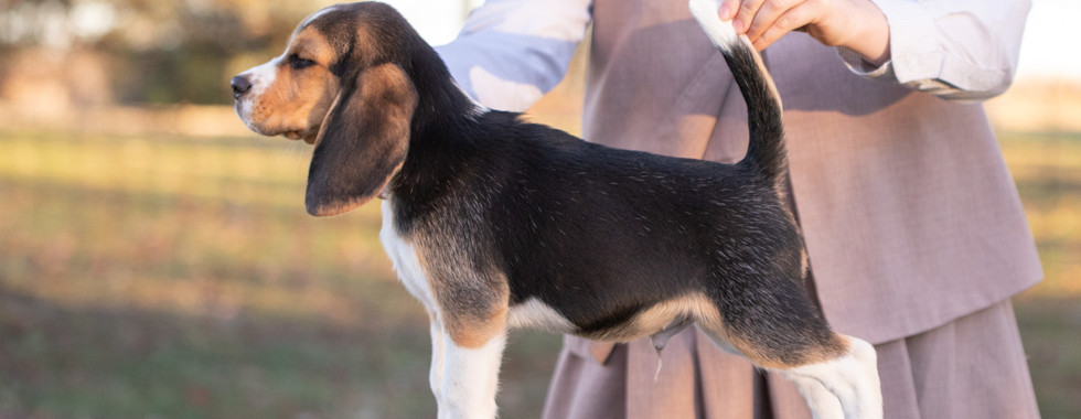 show beagle puppies
