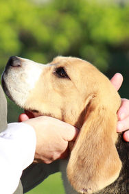 show beagles